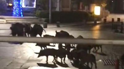 Aç kalan domuzlar Bodrum'u bastı. Sürü halinde geldiler. Görenler kaçacak yer aradı