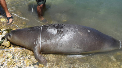 Antalya'da ölü Akdeniz foku kıyıya vurdu