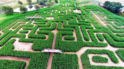 Canlı Mısır labirentini çözen çilek ziyafeti çekecek