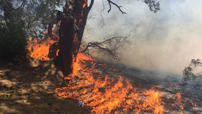 Doğal sit alanı Lara ormanında yangın