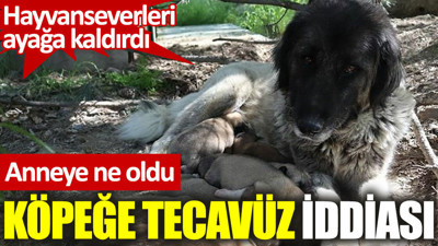 Hayvanseverleri ayağa kadırdı. Anneye ne oldu. Köpeğe tecavüz iddiası