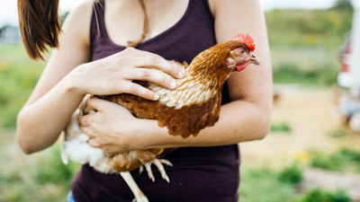 ABD'de yüzlerce kişi hastalandı tavuklarla ilgili kritik uyarı geldi