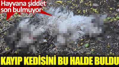 Hayvana şiddet son bulmuyor. Kayıp kedisini bu halde buldu