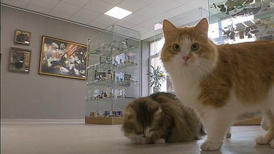 Belediye başkanı duyurdu. Türkiye'nin ilk kedi müzesi olacak