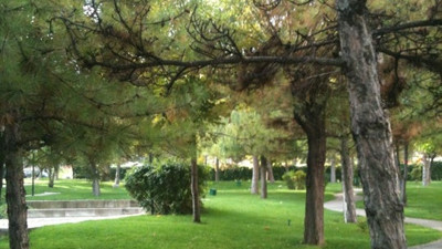 64 ağaç katledildi