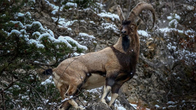 12 ilde hayvan katliamı ihalesi. Parayı bastıran avlayacak