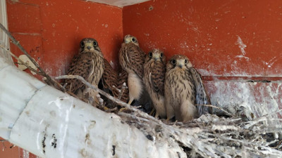 Çatıdan düşen şahin yavrularını itfaiye yuvalarına koydu