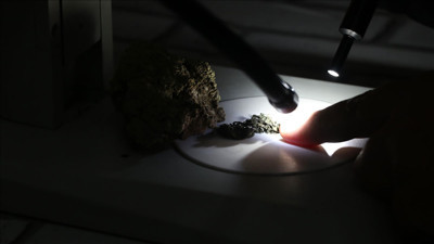 Piri Reis’in ismi liken türünde yaşayacak