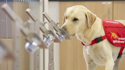 Korona virüsü koklayarak buluyorlar