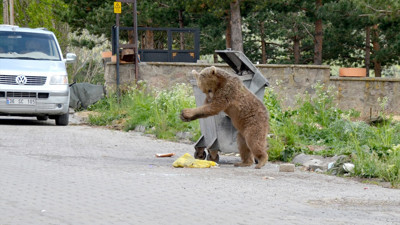 Kars'ta Mahalleye inen bozayı cadde ve sokaklarda yiyecek aradı