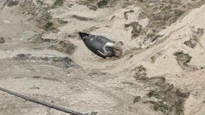 İzmit Körfezi yeniden salyaya teslim oldu