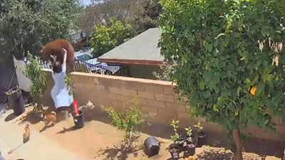 Köpeğini yemek isteyen ayıya kadın böyle saldırdı