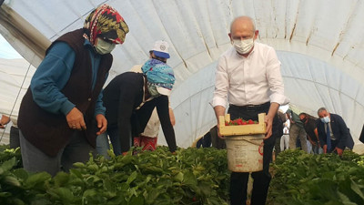 Kılıçdaroğlu Aydın'da çilek hasadı yaptı