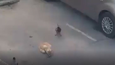 Kargaların dahi planı kediyi aç bıraktı