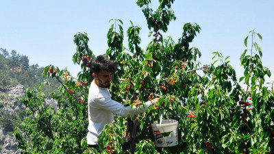 17 yıl önce dikilen fidanlar, ihracat kapısı oldu