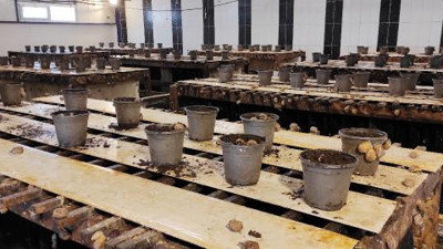 Bu hayvanı besleyenler kilosunu 42 TL'den satacak