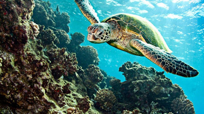 Caretta carettalar Antalya Körfezi'ni denizanası istilasından koruyor