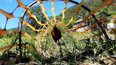 Kimin aklına gelir ki tavuk tüneli