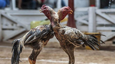 Van'da horoz dövüştüren 24 kişiye 32 bin TL ceza