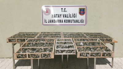 Sınırda Suriye'ye götürülmek istenen 3 bin 754 saka kuşu ele geçirildi