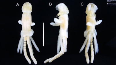 Başımıza daha neler gelecek. Şimdi de bu çıktı