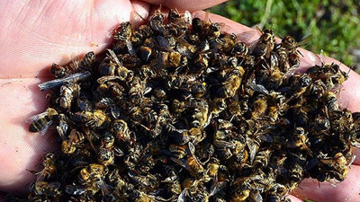 Arı ölümleri arttı büyük tehlike kapımıza dayandı