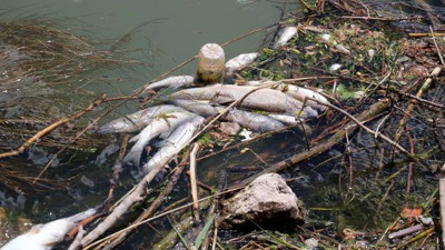 Kızılırmak'taki balık ölümleri inceleniyor (08 Haziran 2021)