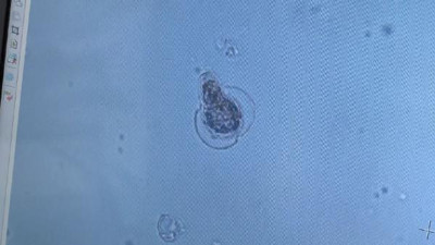 Müsilajda görmediğimiz yeni bir canlı türü bulduk