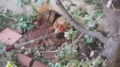 Boşluğa düşen köpek böyle kurtarıldı