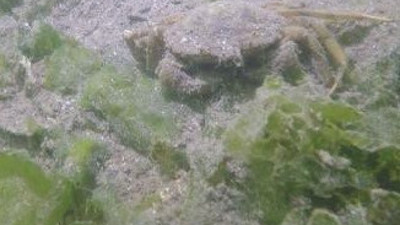 Yengeçler, balıklar ve yosunlar oksijensizlikten böyle ölüyor