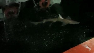 Haliç'te oltasına köpek balığı takıldı