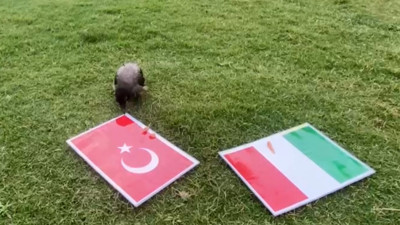 Karga Dido'nun tahmini Türkiye