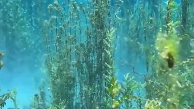 Onlar sayesinde nefes alıyormuşuz