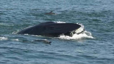 Balinanın yuttuğu dalgıç nasıl kurtulduğunu anlattı