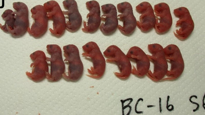 Uzay yavruları dünyaya geldi. Kozmolojide son gelişme