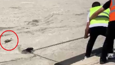 Müsilaja bulanan çaresiz martıyı ekipler kurtardı