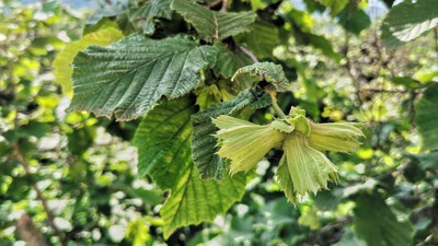Dolunun vurduğu fındıkta yüzde 25 rekolte düşüşü bekleniyor