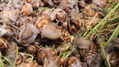 Baskın yapılan evde, kaçak toplanan 5 çuval salyangoz ele geçirildi