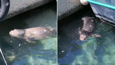 Nesli tükenen Akdeniz Foku Kaş'ta görüldü