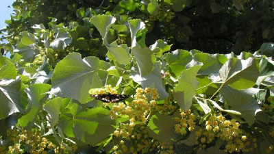 Ihlamur ile ekonomiye 30 milyon TL’lik katkı