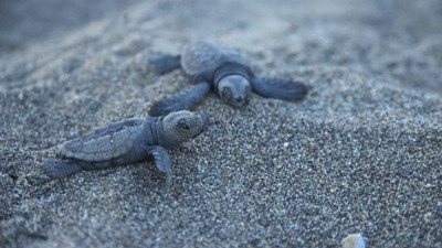 Carettalar, Mersin sahillerine yumurta bırakmaya başladı