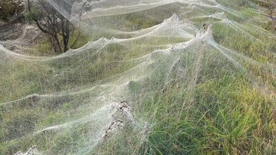 Fare istilasından sonra yeni bir bela