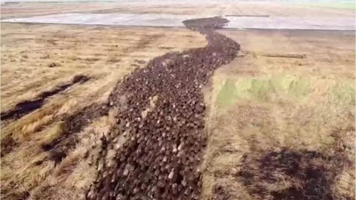 Ördek ordusu böyle görev yapıyor. Kimyasal zehirleri sıkıp böceklerden kurtulabilirlerdi