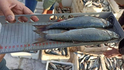 Koruma altına alınan inci kefalinin boyu uzadı. Marmara ve Karadeniz’deki balıkçılar utanır belki