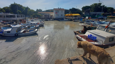 Müsilaj Ege'nin cennet adasını da teslim aldı