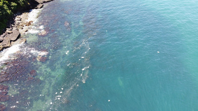 Ordu’dan sonra Trabzon açıklarında da görüldü