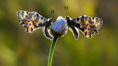 Kelebeklerin bu özelliğini biliyor musunuz