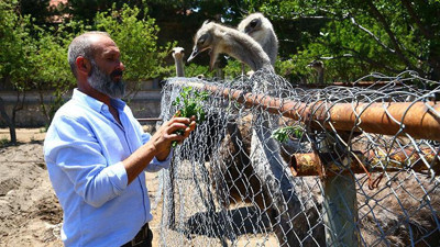 Yumurtası 130 yavrusu 1500 TL