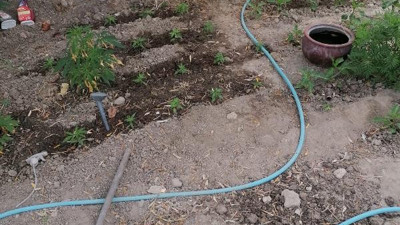 Uyuşturucu operasyonunda 160 kök hint keneviri ele geçirildi