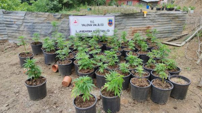 Ev ve bahçede 2 bin 767 kök Hint keneviri ele geçirildi